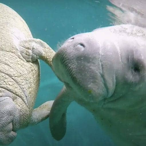 From Defenders of Wildlife 'Coexisting with Manatees.'